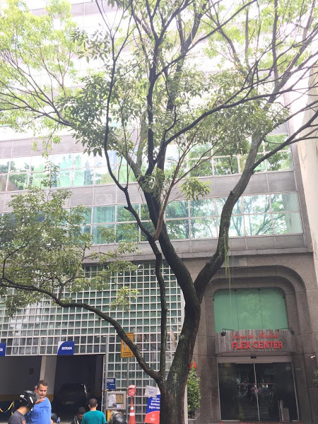 Foto 3 de Dra Carolina Carneiro - Dentista na Zona Sul, Rio de Janeiro | Tratamento de Canal, Implante, Prótese