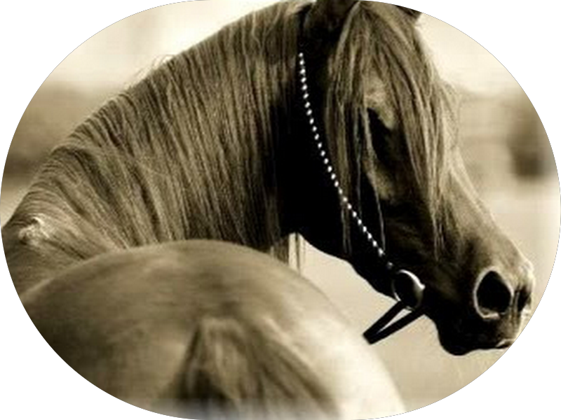 Foto 4 de Dra Christianne Assis