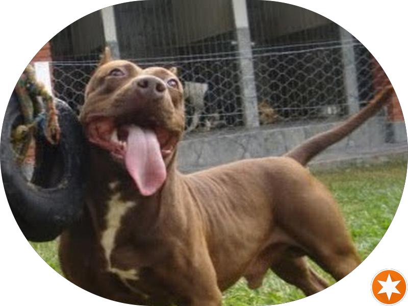 Foto 2 de Dra. Cláudia Silvanio de Magalhães R.