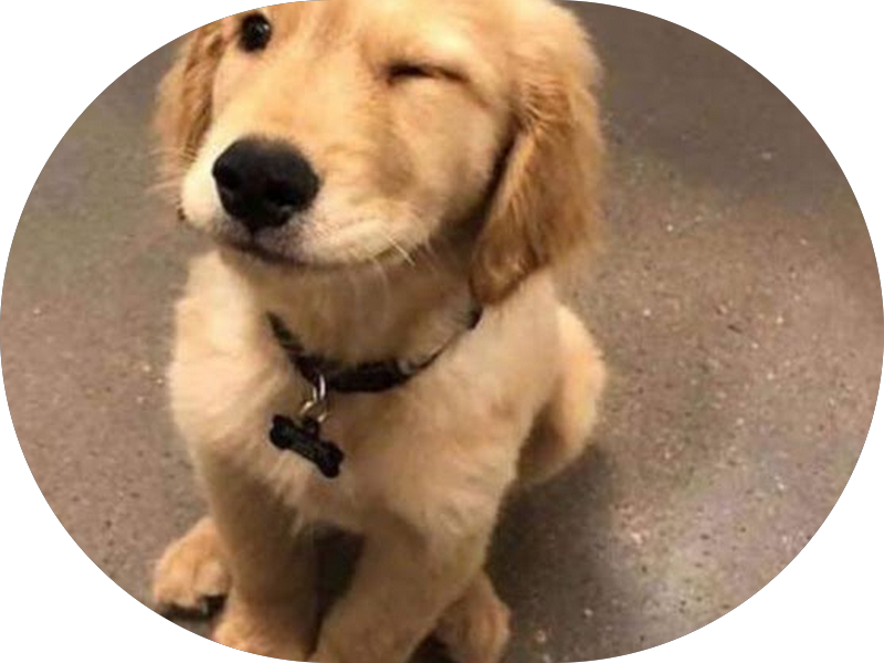 Foto 6 de Dra. Erika Padula, Dentista na Vila da Penha Clareamento Dental Harmonização facial, Implante Oral e Ortodontia