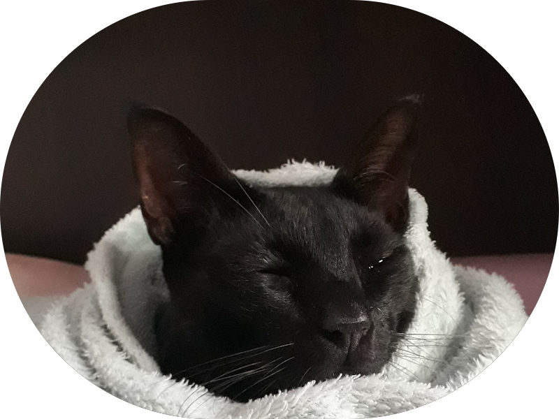 Foto 2 de Dra. Gabriela Siqueira - Dentista em Macapá