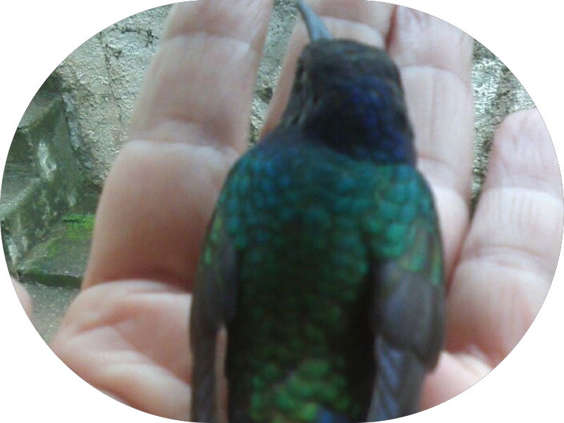 Foto 7 de Dra Giovanna Galdi