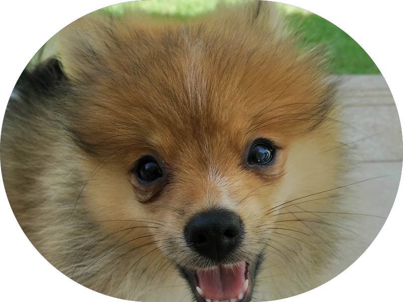 Foto 5 de Dra.Giulia Ornellas - Estética Odontológica