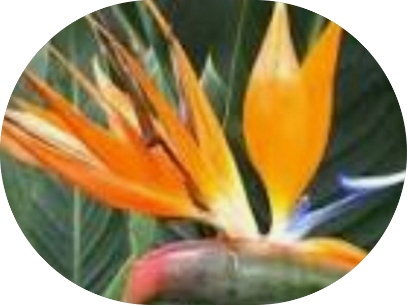 Foto 2 de Dra. Hellen Ottesen Odontologia Funcional