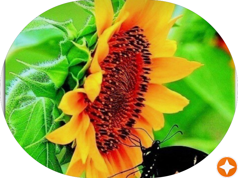 Foto 2 de Dra. Iris Isabelle - Harmonização Facial em Barueri