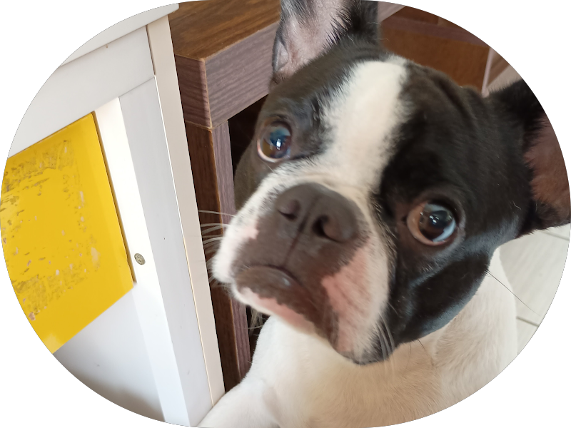 Foto 3 de Dra. Isabel Morais