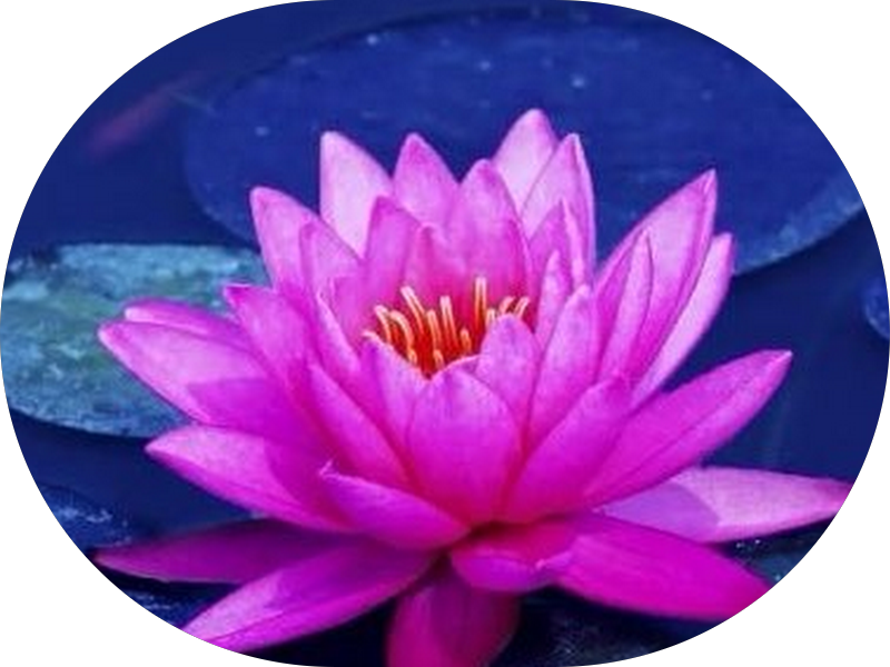 Foto 6 de Dra. Juliana Fernandes