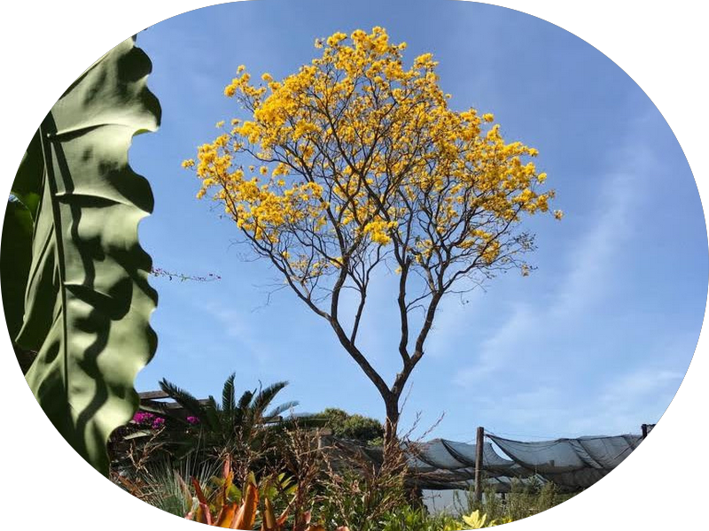 Foto 3 de Dra. karina Luders Ortodontia | Invisalign Limeira