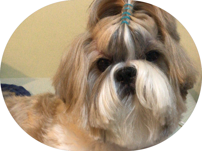 Foto 2 de Dra Karol Reis | Dentista | Bruxismo, DTM e Dor na face