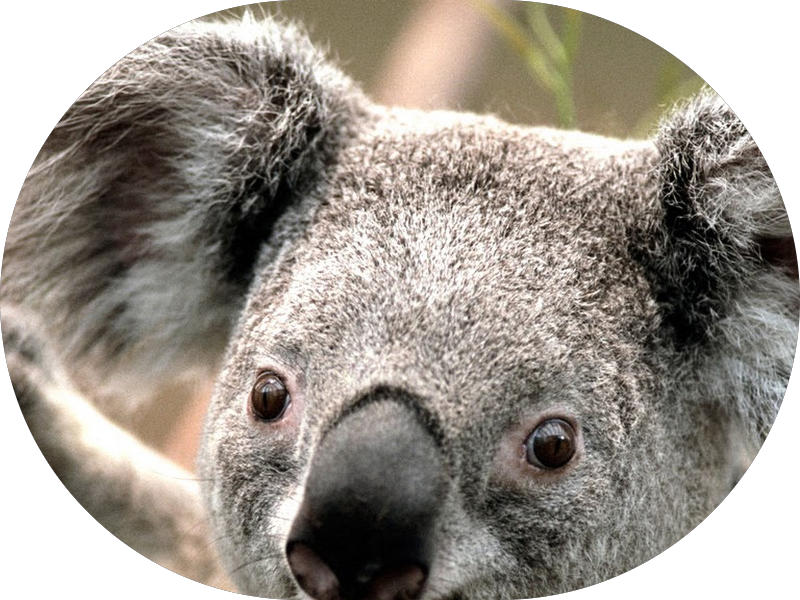 Foto 3 de Dra. Luiza Branco