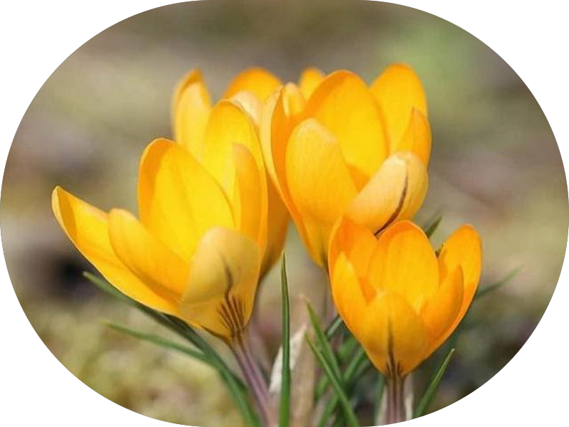 Foto 5 de Dra. Mayra - Dentista e Endodontista