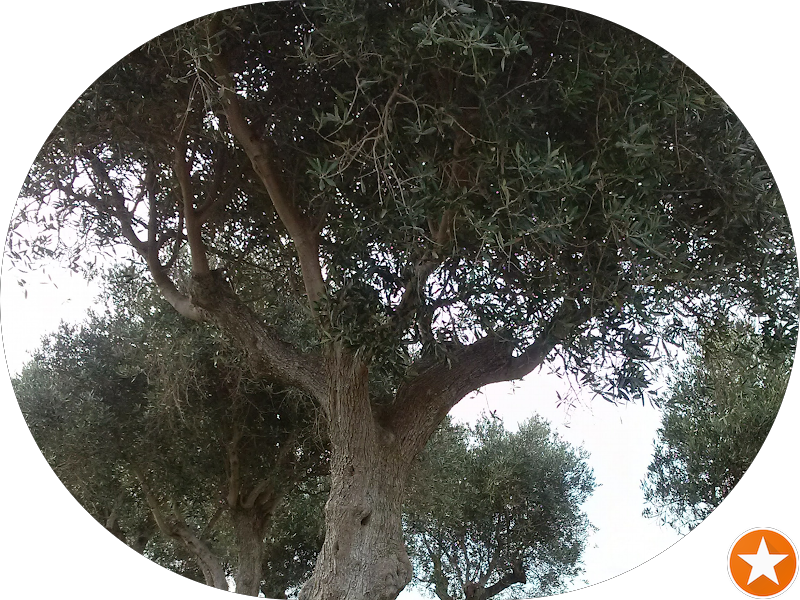 Foto 5 de Dra. Romeyka Freitas