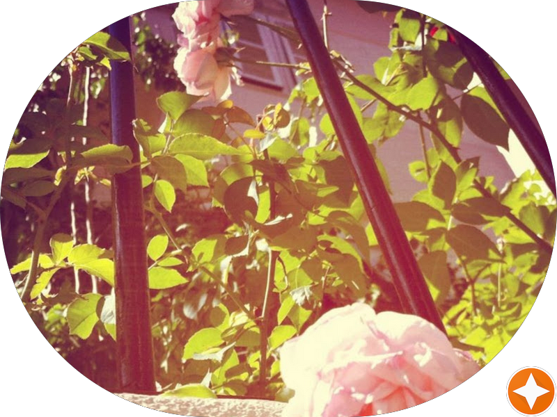 Foto 3 de Drogarias Pacheco