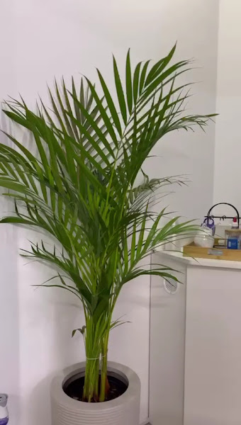 Foto 3 de Espaço Sorriso Pró | Dentista | Menino Deus - Porto Alegre