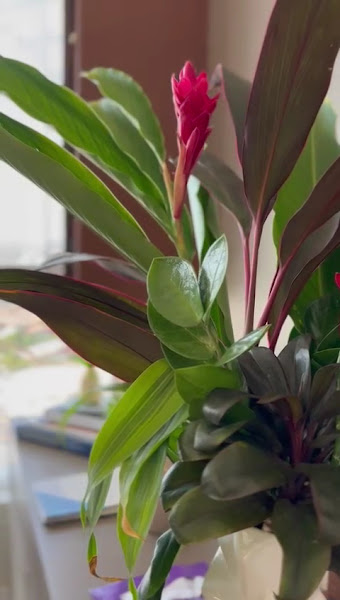 Foto 3 de Essencial Odontologia