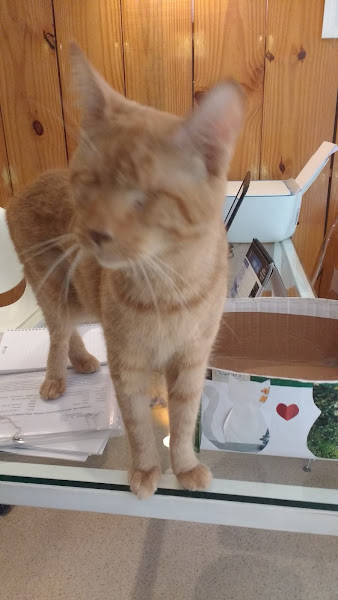 Foto 2 de Felina Clínica para Gatos