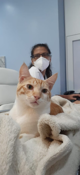 Foto 3 de Felina Clínica para Gatos