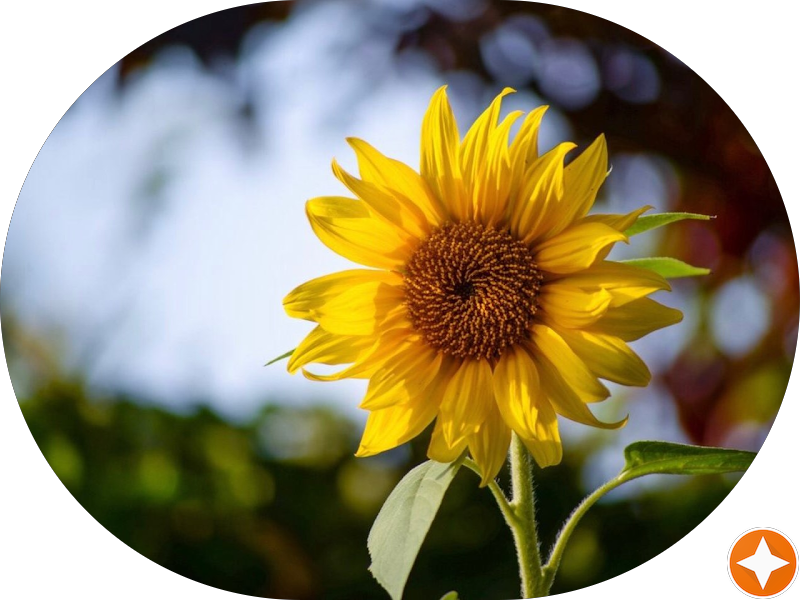 Foto 5 de Fenelon Diagnóstico Odontológico por Imagem | Unidade Centro Clínico Sudoeste