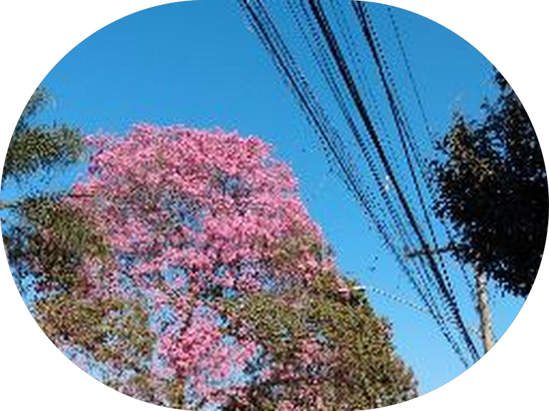 Foto 6 de Galati Odontologia Integrada