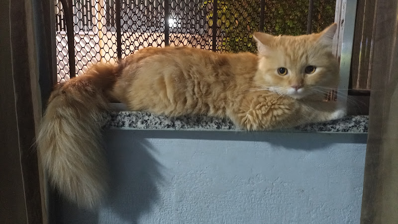 Foto 3 de Gatum Medicina Felina