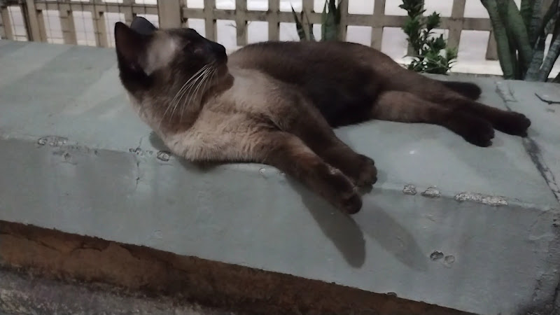 Foto 3 de GEAP-GRUPO ESPÍRITA AUXILIADORES DOS POBRES