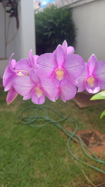 Foto 3 de Goiânia Vacinas