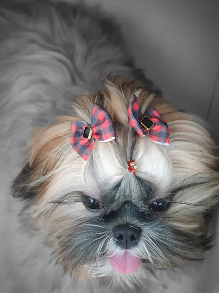 Foto 3 de Goiás Pet