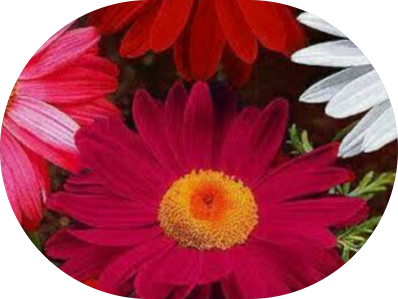 Foto 3 de Hage Odontologia