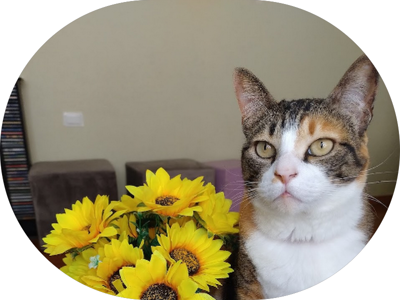 Foto 4 de Harmonização Facial Zona Norte SP | Dra. Carolina Toscano Odontologia Especializada