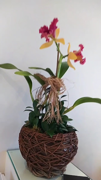 Foto 3 de Hera Odontologia Integrada