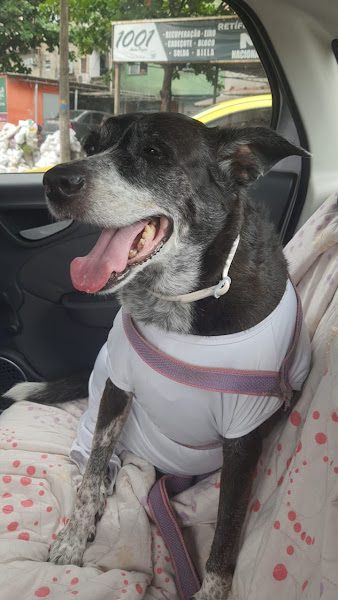 Foto 3 de HOUSE´S PET LTDA