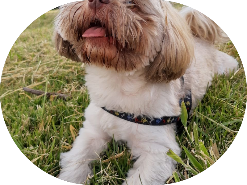 Foto 5 de ICO Sorocaba - Clínica Odontológica e Cursos Profissionalizantes