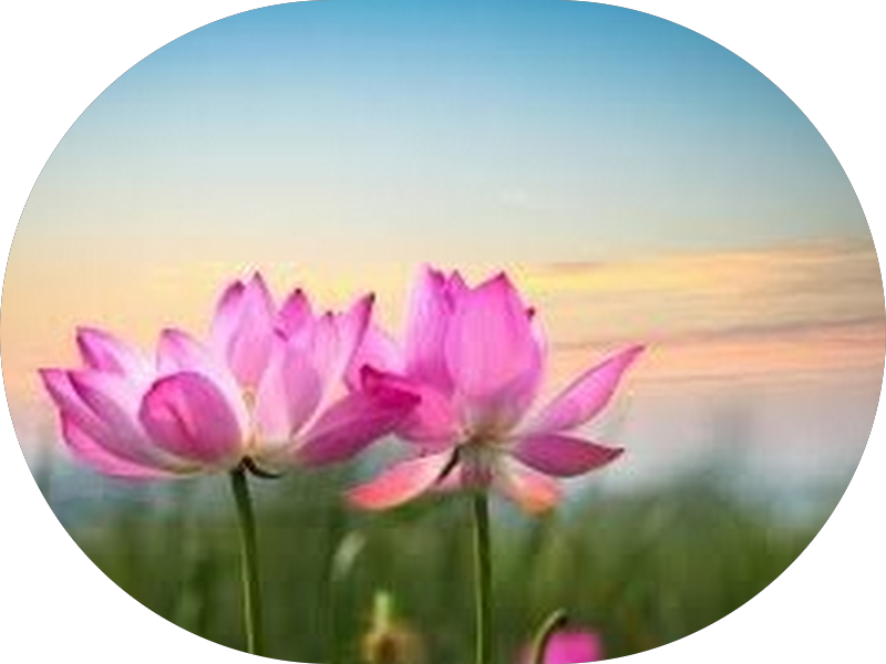 Foto 5 de Inova Odontologia