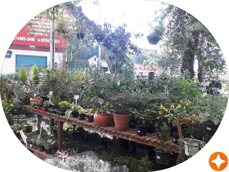 Foto 4 de Instituto Paulista do Sorriso