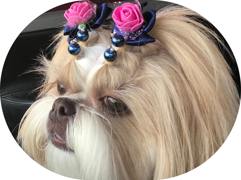 Foto 6 de INSTITUTO ROESSLER