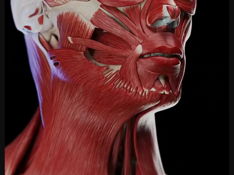 Foto 3 de Kv SURGFACE