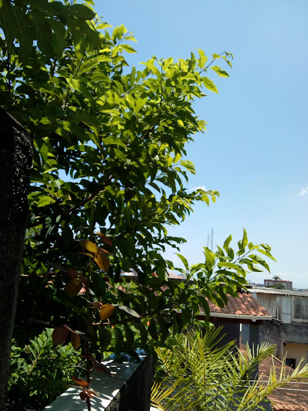 Foto 2 de Lins de Vasconcelos