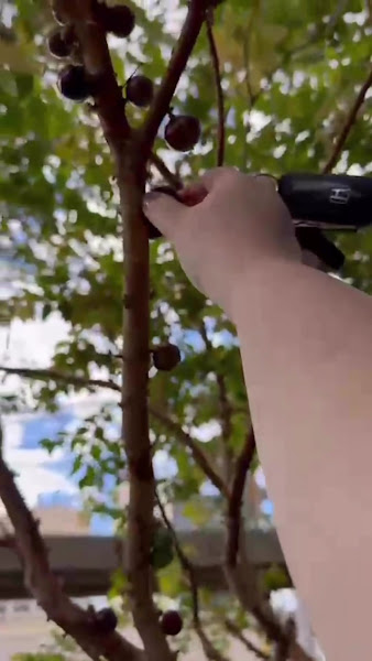 Foto 4 de Live Odontologia Especializada