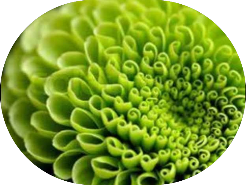 Foto 3 de Liza Rhenia Carvalhaes Clementino