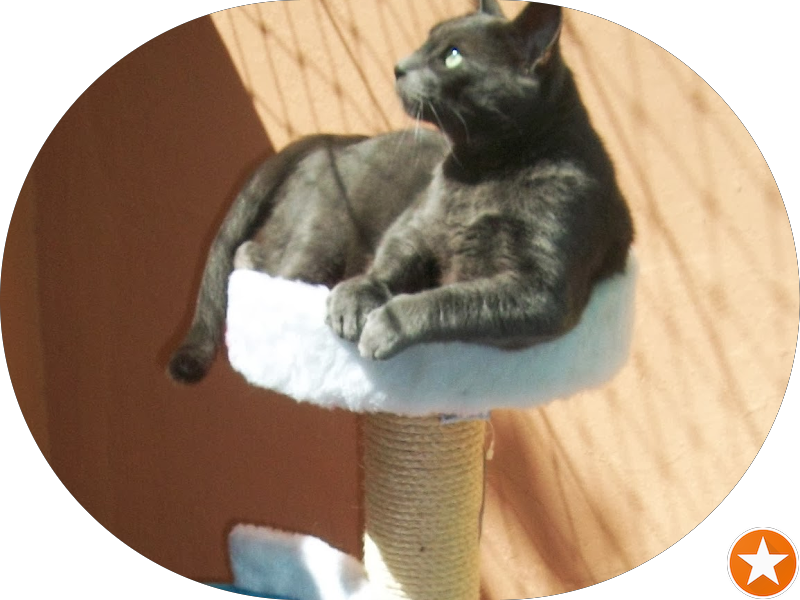 Foto 3 de Luciane Callegari Schuler Urgências dentárias odontológicas sáb/dom/feriados