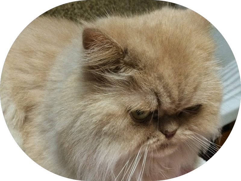 Foto 7 de Luciano Giollo