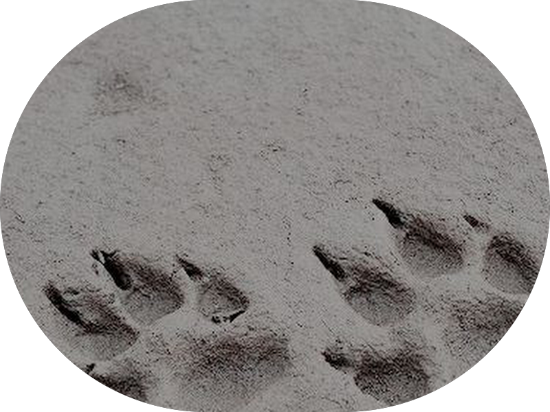 Foto 5 de Lupe Odontologia e Saúde