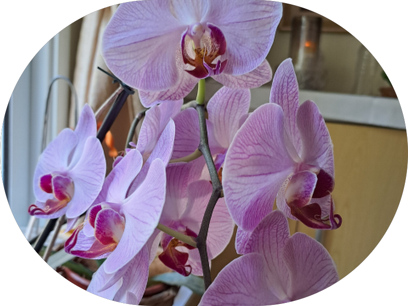 Foto 5 de M M Oral + Odontologia