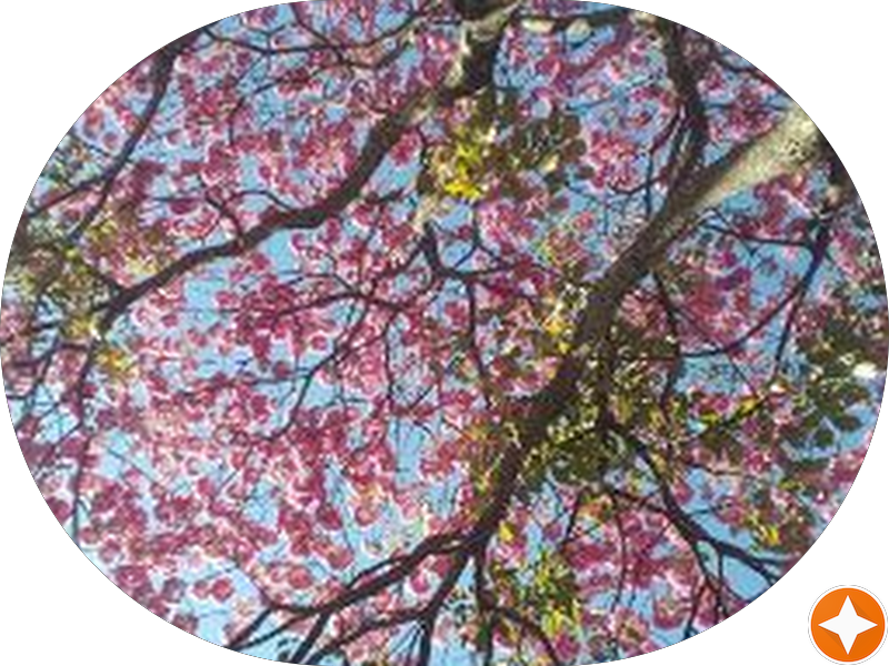 Foto 7 de Macedo Odontologia e Estética