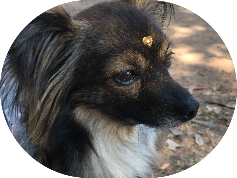 Foto 4 de Mais Sorriso Odontologia