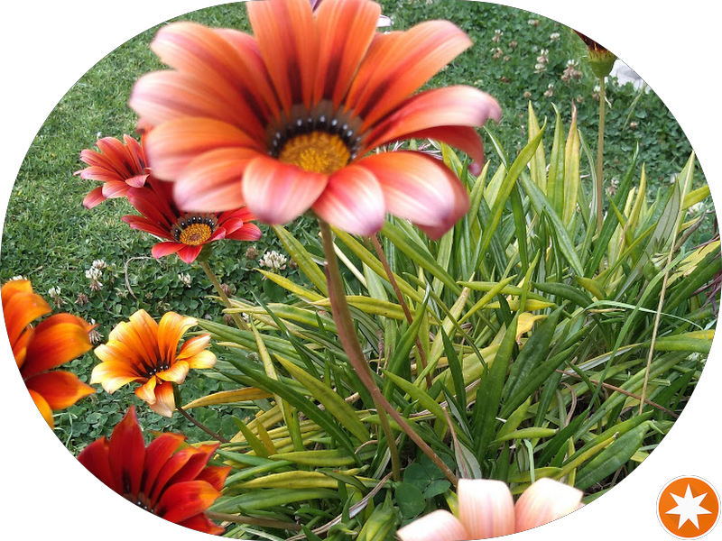 Foto de Marcelo Cerchi Ribeiro