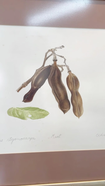 Foto 3 de Med Jardim