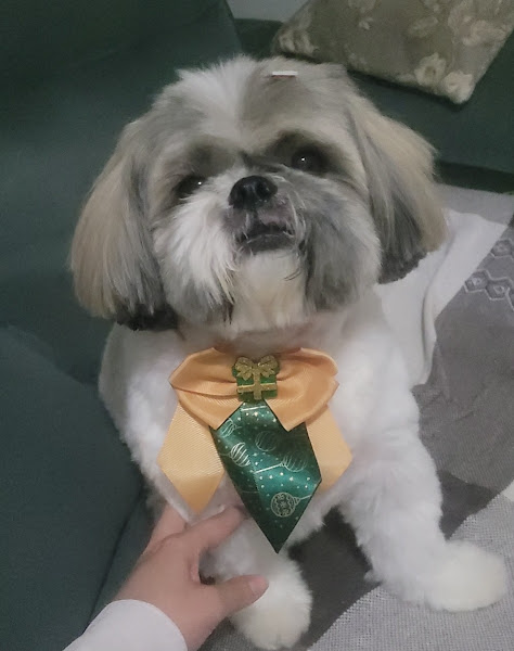 Foto 2 de Melopy Pet Spa