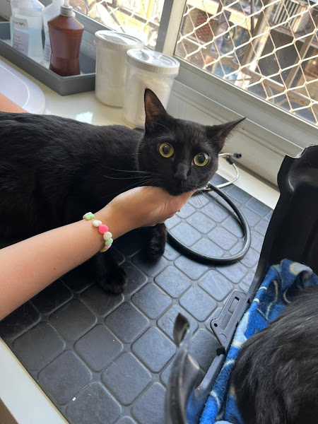 Foto 3 de Miau Parceiro