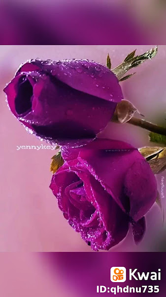 Foto 3 de Monica Cristina Almeida Alves Paula